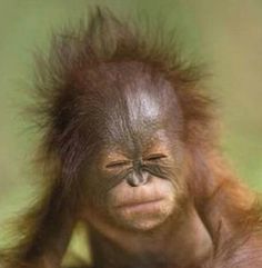 an orangutan with its hair blowing in the wind and looking at the camera