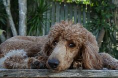 a brown poodle laying on top of a wooden table next to a tree trunk