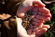 a person holding out their hands with some seeds in it's palm, outside