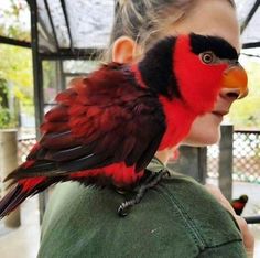 a red and black bird perched on the back of a woman's head