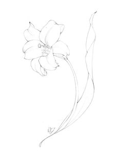 a drawing of a flower on a white background