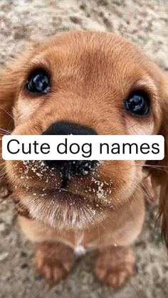 a dog with the words cute dog names on it's face in front of its mouth