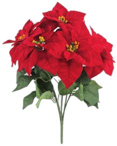 three red poinsettias with green leaves on a white background