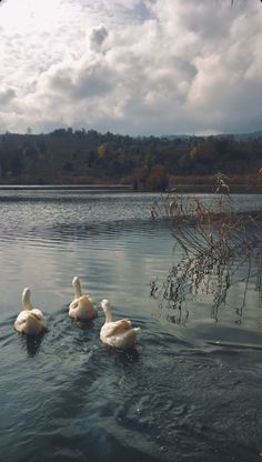 three ducks are swimming in the water