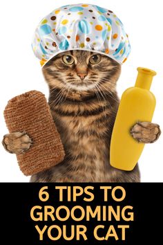 a cat wearing a hat and holding onto a sponge with the caption 6 tips to grooming your cat