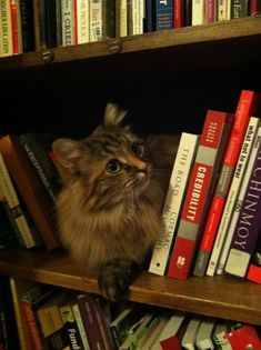 a cat sitting on top of a bookshelf next to a bunch of books