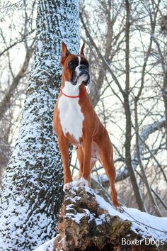 a brown and white dog standing on top of a tree stump in the snow with trees behind it