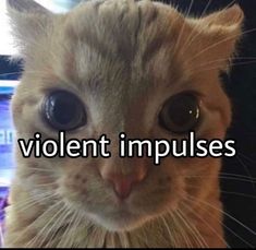 an orange cat with the words violent imppuises on it's face and eyes