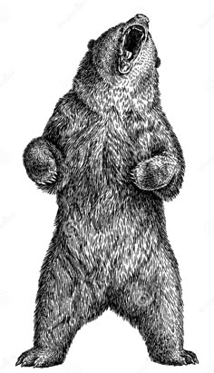 a black and white drawing of a bear with its mouth open, standing on his hind legs