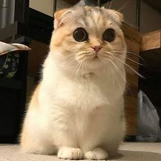 an orange and white cat with big eyes sitting on the floor looking at the camera