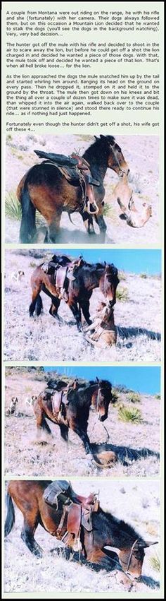 three pictures of horses in the desert