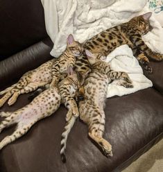 three cats laying on top of each other on a leather couch next to a pile of blankets