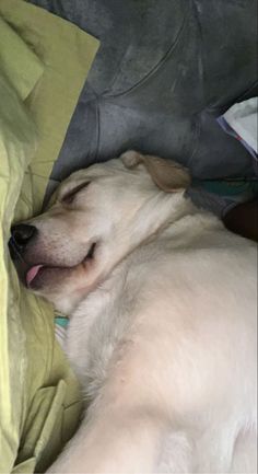 a white dog sleeping on top of a bed