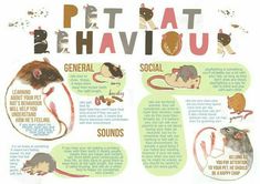 the pet behavior chart shows different types of mice and gerbils, as well as how they interact with each other