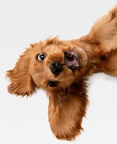 a brown dog laying on its back with it's mouth open