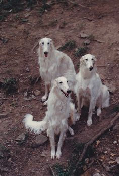 three white dogs sitting on top of a dirt field next to grass and rocks with one dog looking at the camera