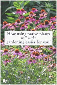 purple flowers with the words, how using native plants will make gardening easier for you