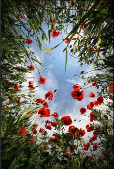 looking up at the sky through some red flowers