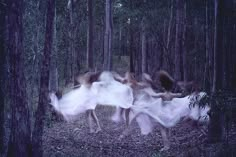 blurry image of three women in white dresses running through the woods with their arms around each other