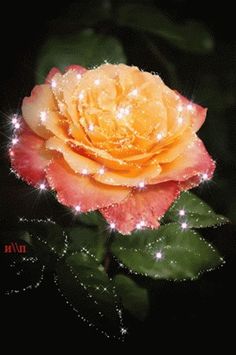 a yellow rose with water droplets on it