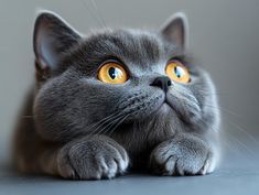 a gray cat with yellow eyes laying on the floor looking up to the camera while it's paw is in front of its face