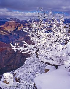 a snow covered tree on the edge of a cliff