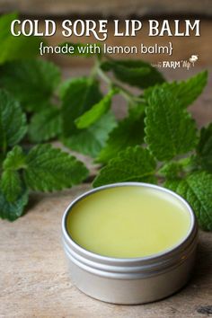 Lemon balm is a powerful antiviral that has been proven to fights cold sores. Use this DIY lemon balm lip balm recipe to help fight and prevent cold sores or for everyday use when lips are chapped and dry. Herbal Cold Sore Remedy, Lemon Lip Balm, Herbal Remedies For Cold Sores, Diy Healing Lip Balm Recipes, Diy Healing Lip Balm, Lemon Balm For Cold Sores, Diy Salves And Balms Recipes, Lemon Balm Lip Balm Recipe, Lemon Balm Lip Balm