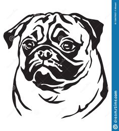 a black and white drawing of a pug dog face stock photo, images and royalty