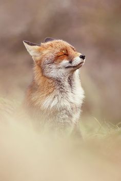 a red fox with its eyes closed in the grass