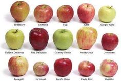 an image of apples that are labeled in different colors and sizes on a white background