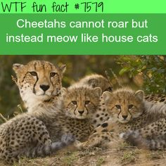 three cheetah cubs sitting next to each other in front of a green background