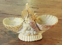 a sea shell is sitting on a wooden table