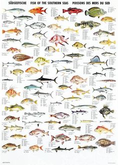 a poster with different types of fish on it's sides and the names of them