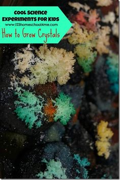 colorful corals with text overlay reading cool science experiments for kids how to grow crystals