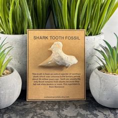 You will LOVE ❤️ this Unique Shark Tooth Fossil from Morocco Makes the Perfect Unique Gift ! This tooth is from an extinct species of sandtiger shark which was common in the tertiary period about 34 million years ago. Teeth are usually the only fossil remains from sharks because they fall out when broken or worn. This specimen is from Moroccco Includes : Shark Tooth Fossil (approx 60mm x 45mm x 13mm) Shark Tooth Fossil Information Card Organza Gift Bag Check out many other METAPHYSICAL GIFT Item Shark Tooth Decor, Gold Shark Tooth Earrings, Shark Necklace Tooth, Gifts For Son, Men’s Shark Tooth Necklace, Sharks Tooth, Extinct Species, Metaphysical Gifts, Pyrite Bracelet