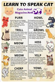 a poster with different types of cats on it's back side and the words learn to speak cat