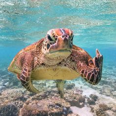 a green turtle swimming in the ocean