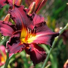 a red flower with yellow stamen in the middle