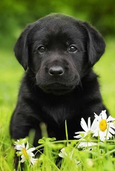 a black puppy is sitting in the grass with daisies and looking at the camera