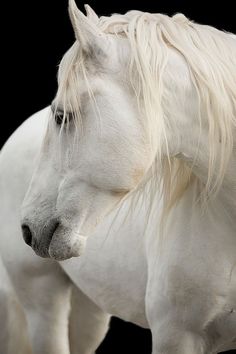 two white horses standing next to each other in front of a black background with one horse looking at the camera