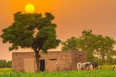 two cows standing in front of a brick building with a tree on the other side