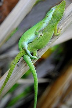 a green lizard sitting on top of a leaf