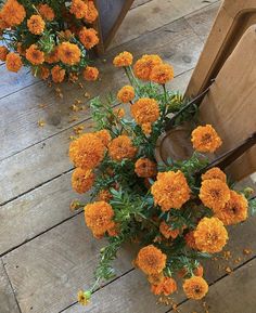 some orange flowers are sitting on the ground next to two wooden chairs and one chair is empty