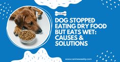 a dog eating dry food out of a bowl with the caption saying, dogs stopped eating dry food but eats wet