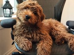 a brown dog sitting on top of an office chair