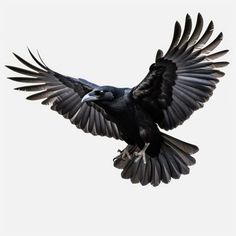 a large black bird flying through the air