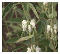 a plant with white flowers and green leaves