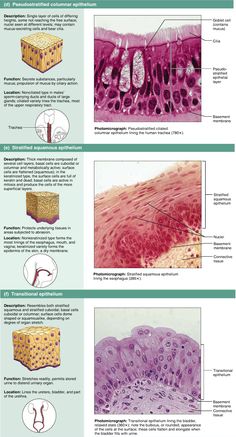 an image of different types of hair and it's functions in the human body