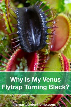 an unhealthy venus flytrap with the words, 5 reasons for an unhealthy venus flytrap