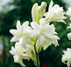 white flowers are blooming in the garden